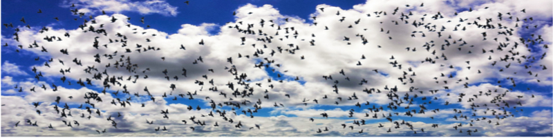 【サブスク型サービス】ドライブレコーダー+情報サイト